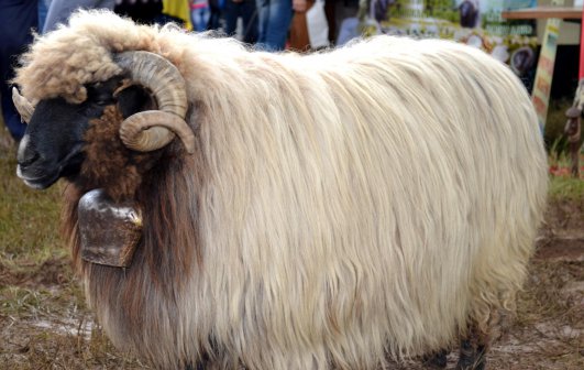 Национален събор на овцевъдите в Арбанаси