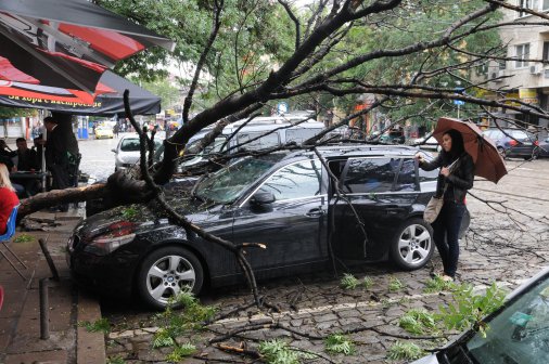 Дърво падна върху паркирани на Зелена зона коли