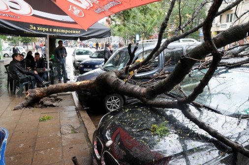 Дърво падна върху паркирани на Зелена зона коли