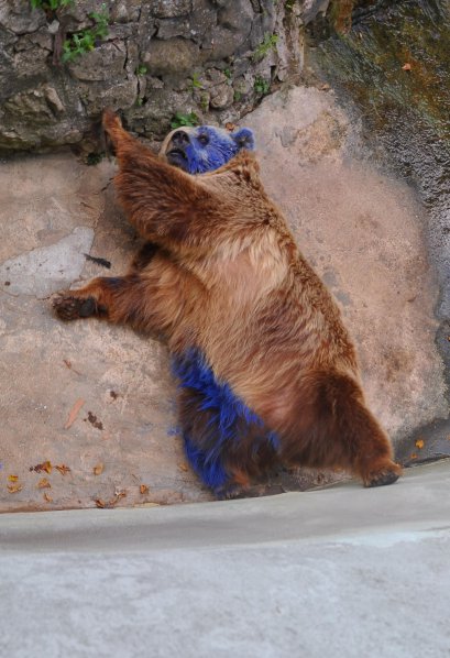 Дете боядиса мечката във варненския зоокът