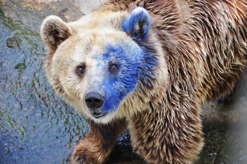 Дете боядиса мечката във варненския зоокът