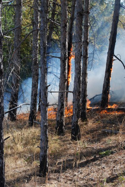 Пожарът край Свиленград продължава да бушува