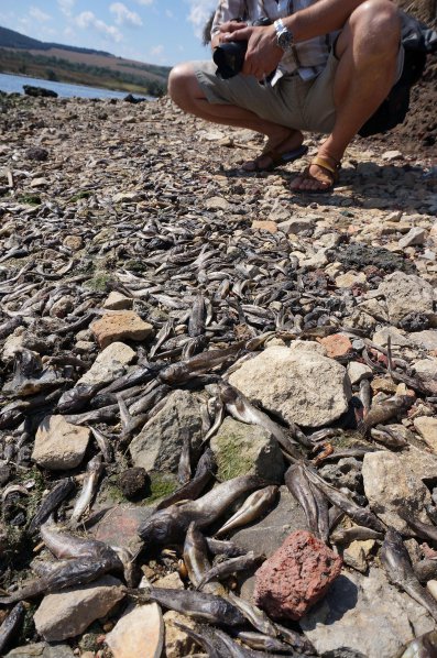 Хиляди умрели риби осеяха брега на варненското езеро