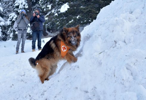 Планински спасители с кучета в действие