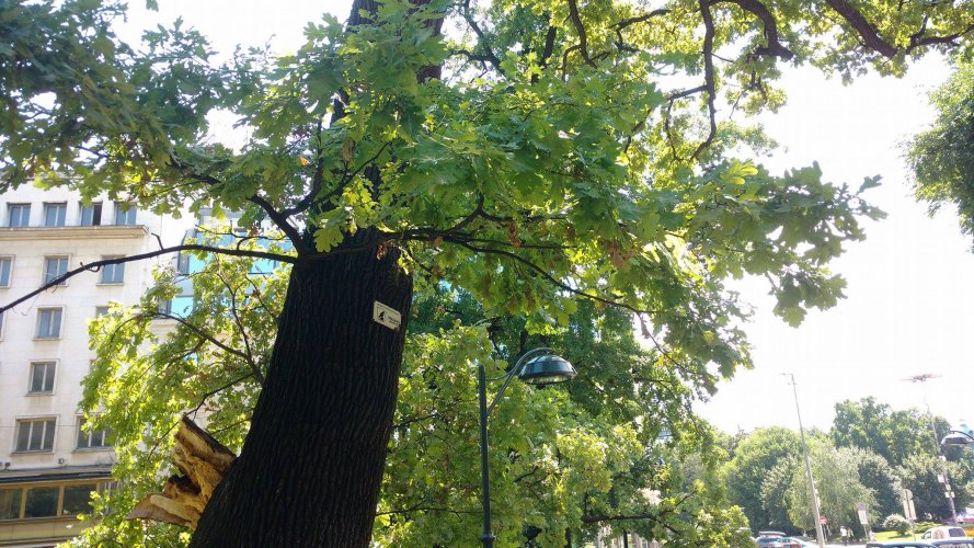 Вековно дърво падна в Царската градина в София