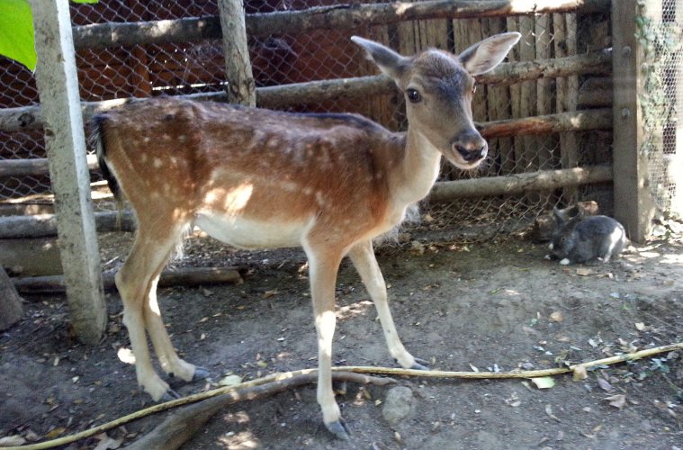 Откриха контактна зона в зоопарка във Варна