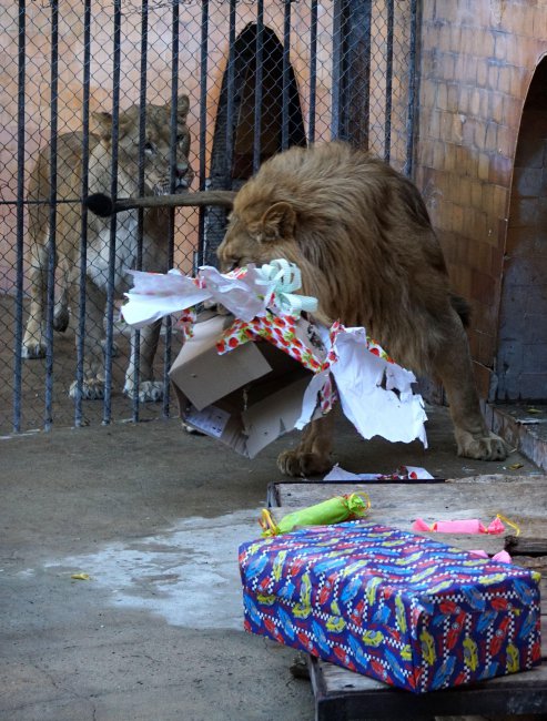 Малкият принц от варненския Зоокът празнува рожден ден