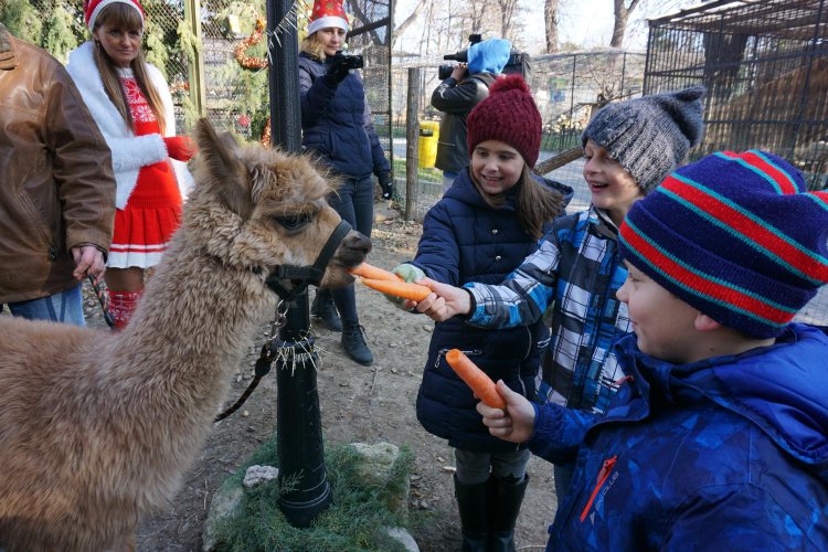 Дядо Коледа раздаде подаръци на животните във Варненския зоопарк
