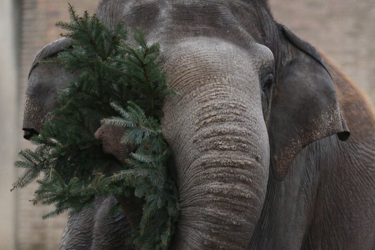 Слонове ядат неизползвани коледни елхи в немска зоологическа градина