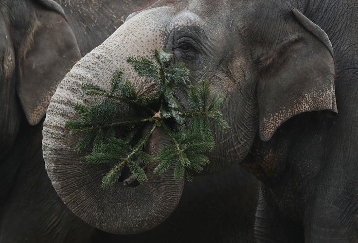 Слонове ядат неизползвани коледни елхи в немска зоологическа градина