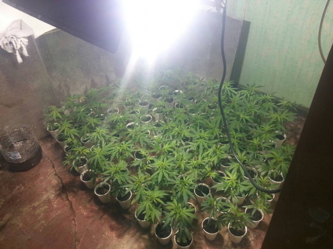 Криминалисти от ГДНП разкриха две високотехнологични наркооранжерии край Варна 