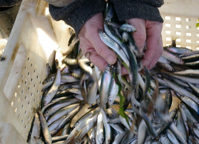 Природозащитници обявиха риболова за изчезваща професия