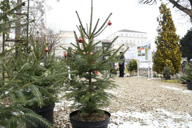  Тридневен коледен базар стартира в Ботаническата градина в София