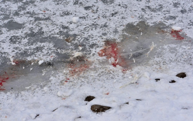 Ледените нощи погубиха белите патици и част от дивите в Борисовата градина (18+)