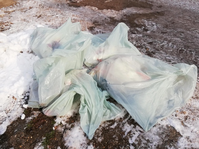 Ледените нощи погубиха белите патици и част от дивите в Борисовата градина (18+)