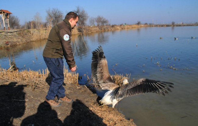 Пуснаха на свобода пеликан и патици спасени от бракониери