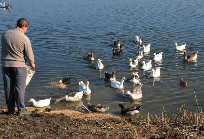 Пуснаха на свобода пеликан и патици спасени от бракониери