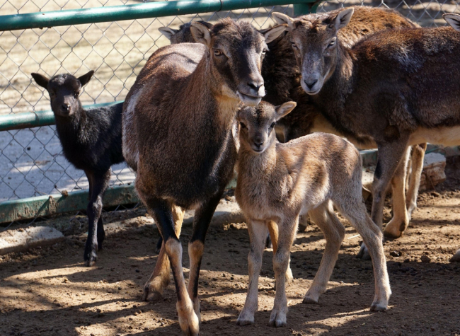 Нови бебета се родиха в зоопарка във Варна