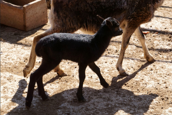 Нови бебета се родиха в зоопарка във Варна