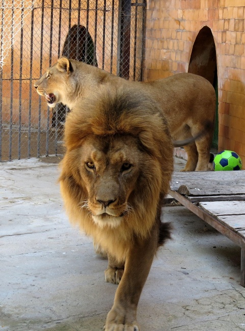 Лъвът Симба от варненския зоопарк е рожденик