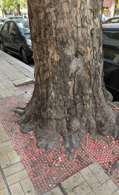 Тапицираха корена на дърво във Варна с капачки 