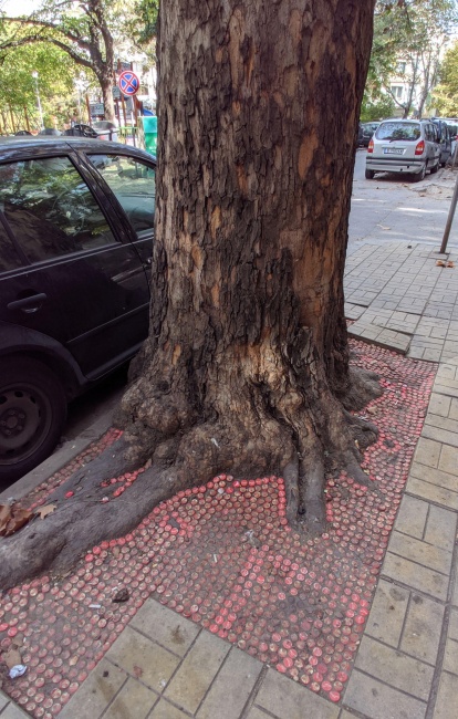 Тапицираха корена на дърво във Варна с капачки 