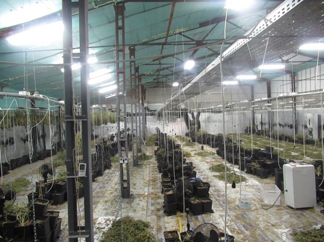 Мащабна лаборатория за марихуана разкриха русенски полицаи 
