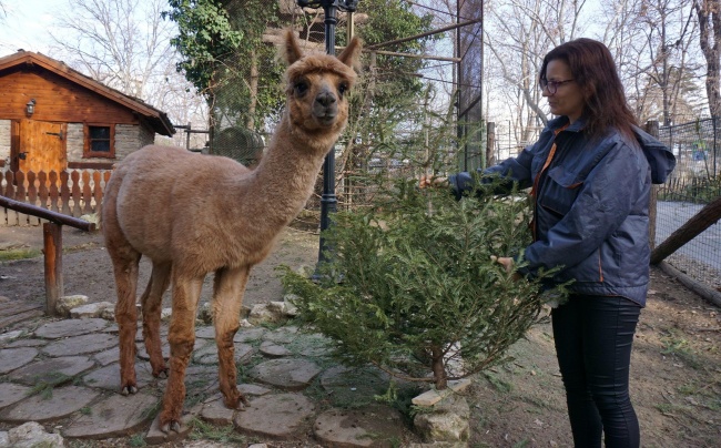 Подариха близо 500 елхи на животните във варненския зоопарк