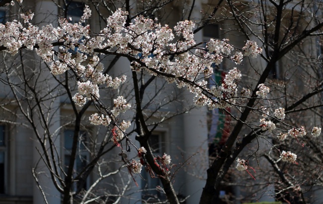 Японските вишни пред Националната библиотека цъфнаха