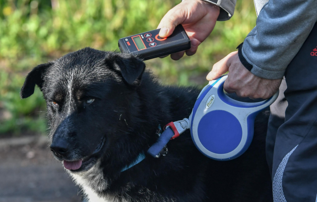 Столичен инспекторат с проверка на домашните кучета в парковете