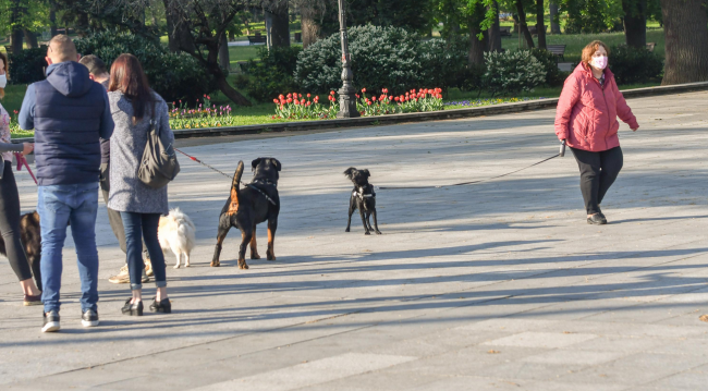 Столичен инспекторат с проверка на домашните кучета в парковете