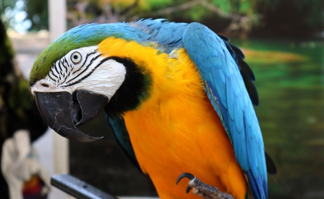 Екзотични папагали радват варненци в Морската градина