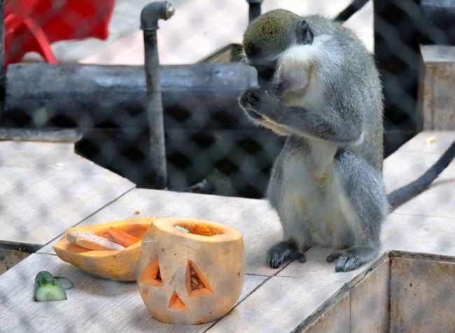 Животните във варненския зоопарк празнуват Хелоуин