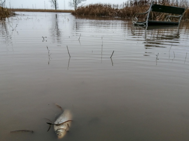 Покачването и спадането на водите в яз. Маслово край Костинброд уби стотици риби