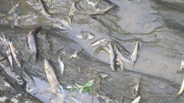 Мъртва риба откриха в р. Банска