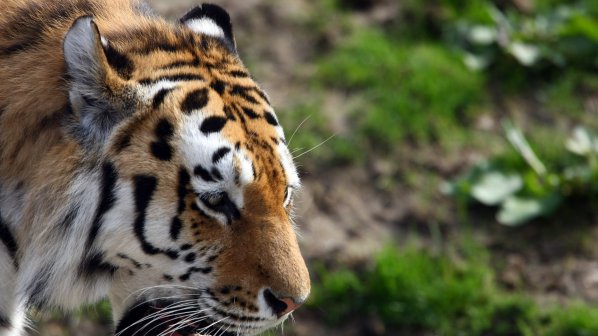 Тигърчета петзнаци се родиха в Китай