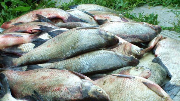 Мъртва риба в кирковското село Малкоч