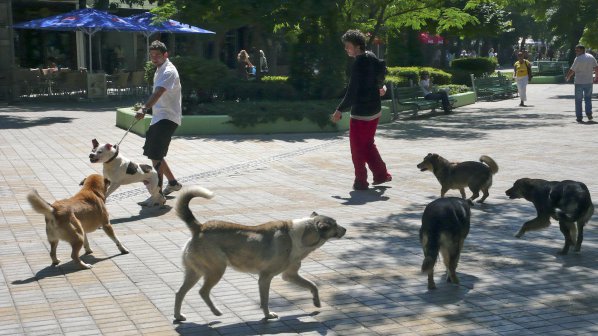 Община Димитровград прави приют за кучета