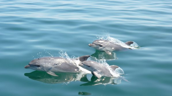 Делфини и рапани заплашват равновесието на животинските видове