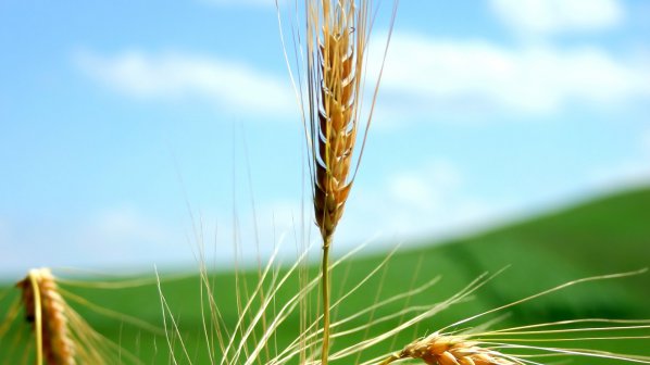 Не се очаква поскъпване на пшеницата