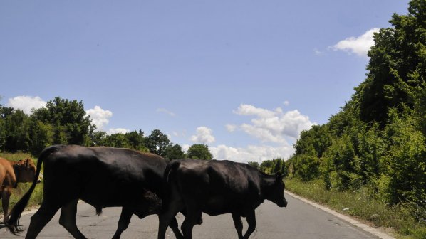 Крави - самоубийци се разхождат по пътя Бургас - Малко Търново