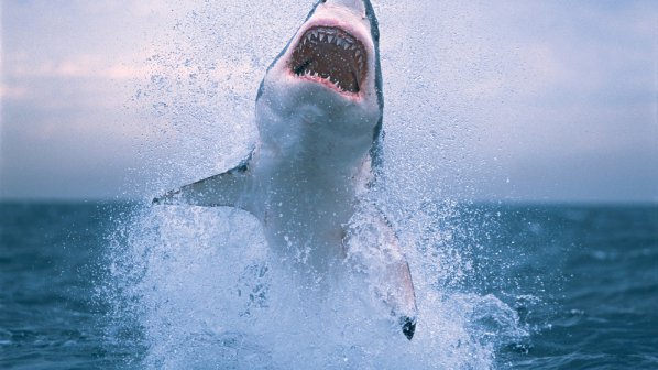 3 - метрова бяла акула скочи в изследователско корабче
