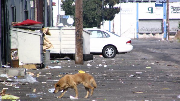 Бездомни кучета &quot;захапаха&quot; кмета на Кишинев