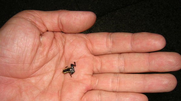 Създадоха жаба по - малка от бобово зърно