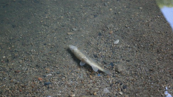 Високо съдържание на желязо е убило рибата в Струма