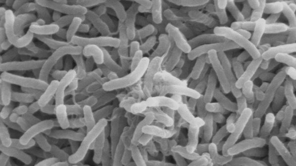 Бактерия е причинител на масовата инфекция в детския лагер в Каваците