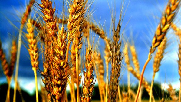Очаква се цената на пшеницата да падне