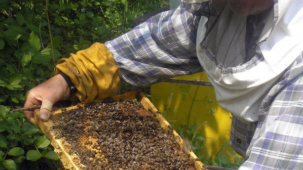 Пчеларите настояват за субсидии