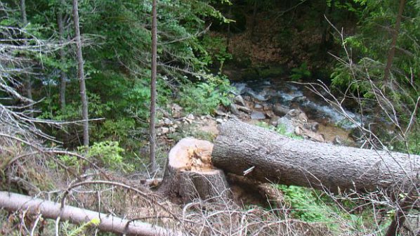 Бунт в Ямбол заради изсичане на вековни дървета