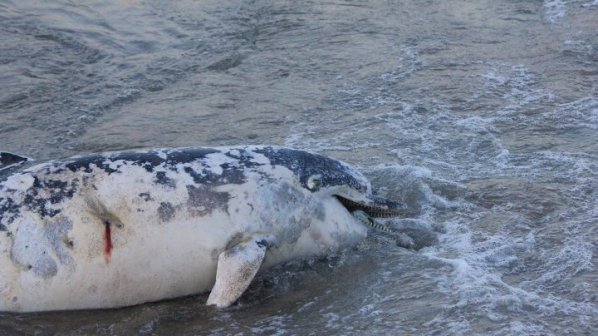Делфинът, намерен на къмпинг Корал, се е удавил